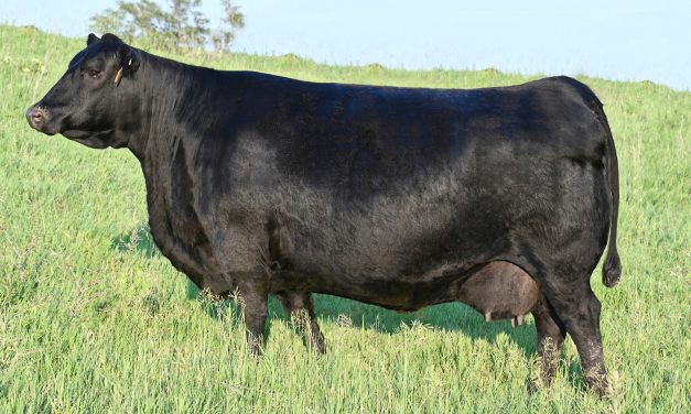 Angus Embryos For Sale:  SB10-4043