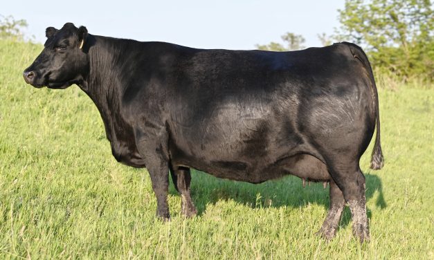 Angus Embryos For Sale:  SB10-4050