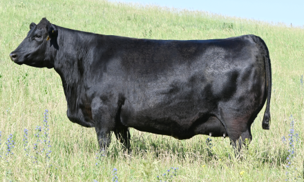 Angus Embryos For Sale:  SB10-4056