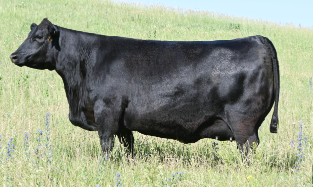Angus Embryos For Sale:  SB10-4056