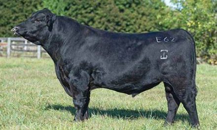 Angus Semen For Sale:  SB10-4038