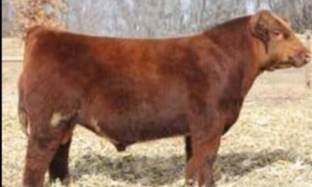 Shorthorn Semen For Sale:  SB10-3696