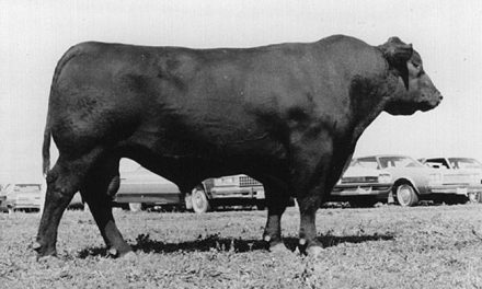 Angus Semen For Sale:  SB10-4020