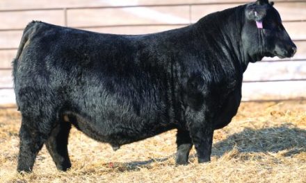 Angus Semen For Sale:  SB10-4048