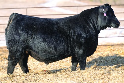 Angus Semen For Sale:  SB10-4048