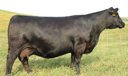 Angus Embryos For Sale:  SB10-4058