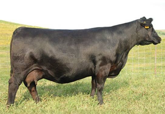 Angus Embryos For Sale:  SB10-4058