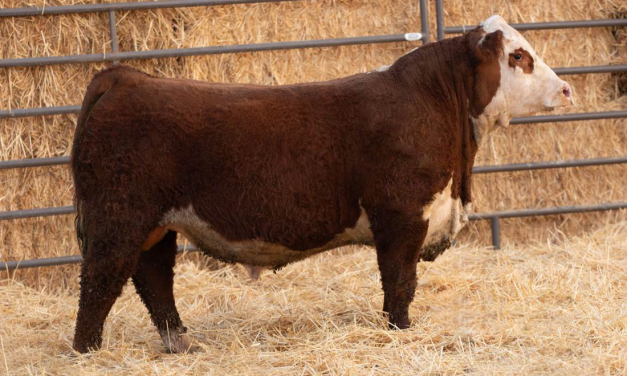 Hereford Semen For Sale:  SB10-4074
