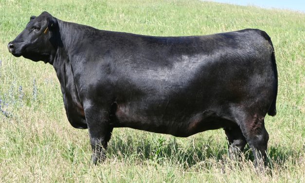 Angus Embryos For Sale:  SB10-4704