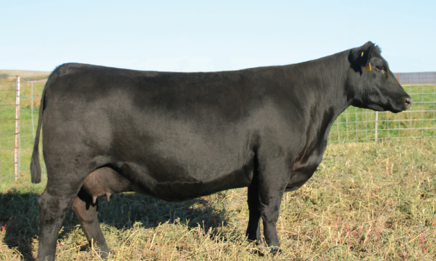 Angus Flush For Sale:  SB10-4087