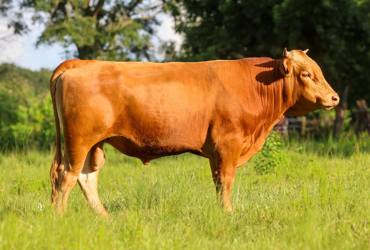 TTH 7771L