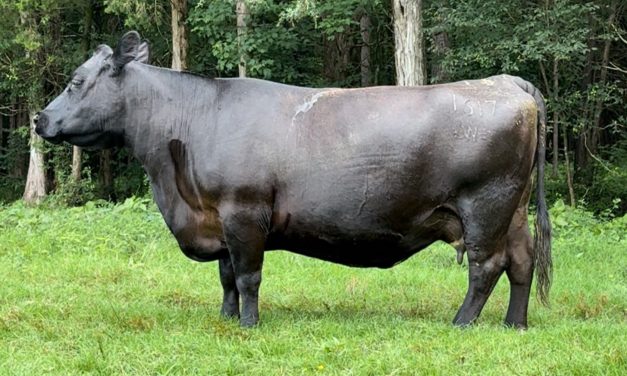 Angus Embryos For Sale:  SB10-4045