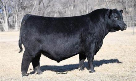 Angus Semen For Sale:  SB10-4042