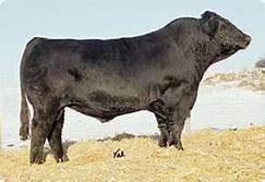 Simmental Embryos For Sale:  SB10-4341