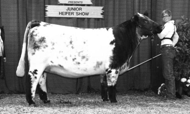 Shorthorn Embryos For Sale: SB10-3808