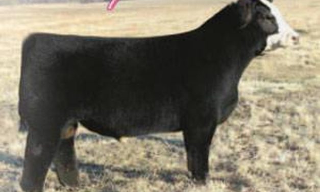 Club Calf Semen For Sale:  SB10-4061