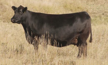 Angus Flush For Sale:  SB10-4099