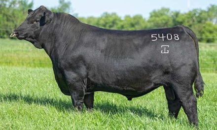 Angus Semen For Sale:  SB10-4539