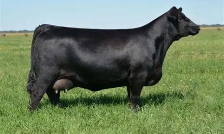 Angus Embryos Wanted:  SB10-4102