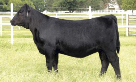 Angus Embryos For Sale:  SB10-4096