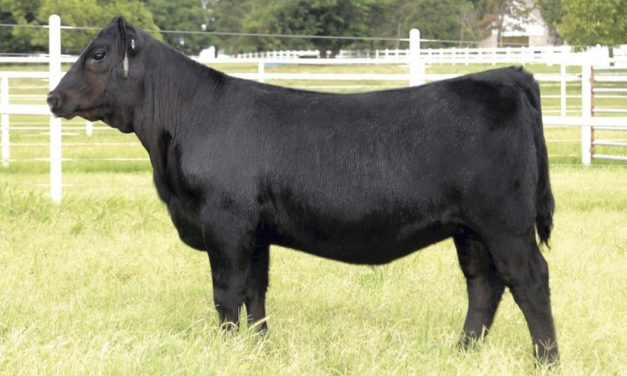 Angus Embryos For Sale:  SB10-4096