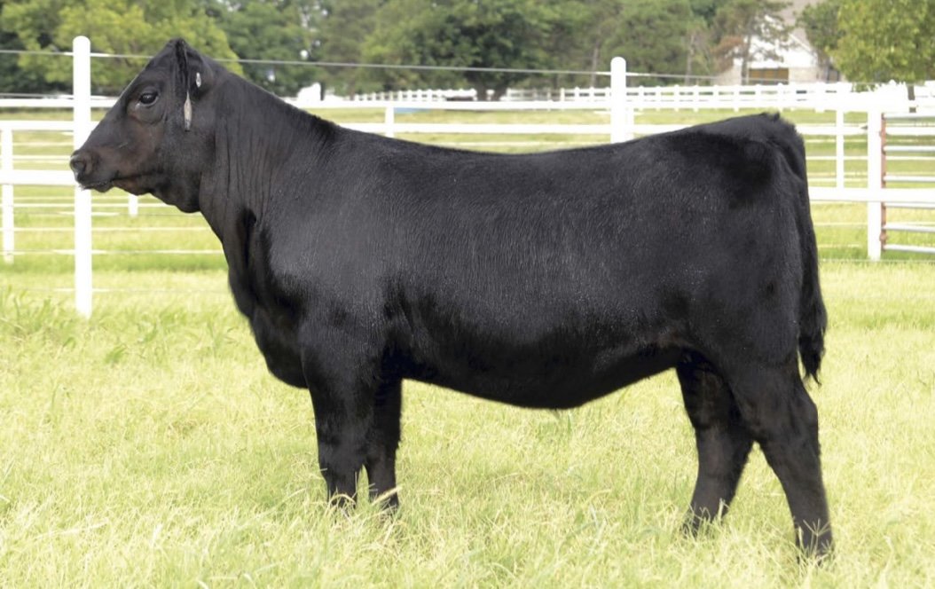 EXAR Henrietta Pride 5704