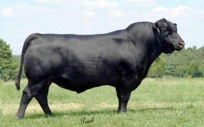 Angus Semen Wanted:  SB10-4103