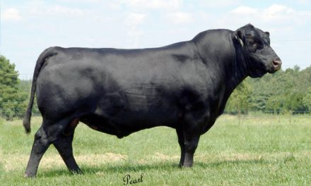 Angus Semen Wanted:  SB10-4103