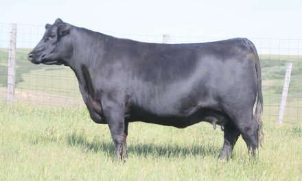 Angus Embryos For Sale:  SB10-4081