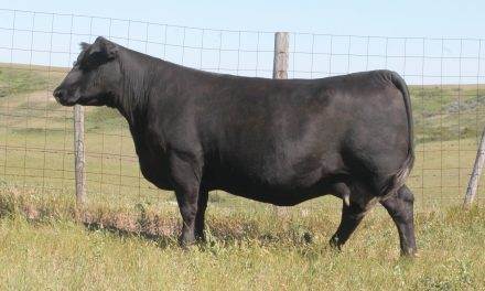 Angus Embryos For Sale:  SB10-4082