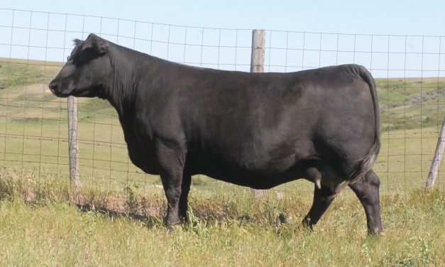 Angus Embryos For Sale:  SB10-4082