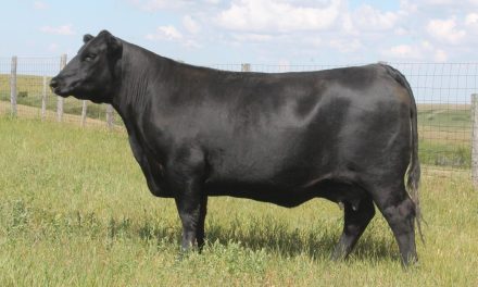 Angus Embryos For Sale:  SB10-4084