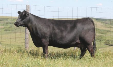 Angus Embryos For Sale:  SB10-4083