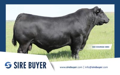 Angus Semen For Sale:  SB10-4696