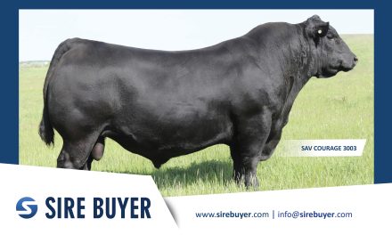 Angus Semen For Sale:  SB10-4696