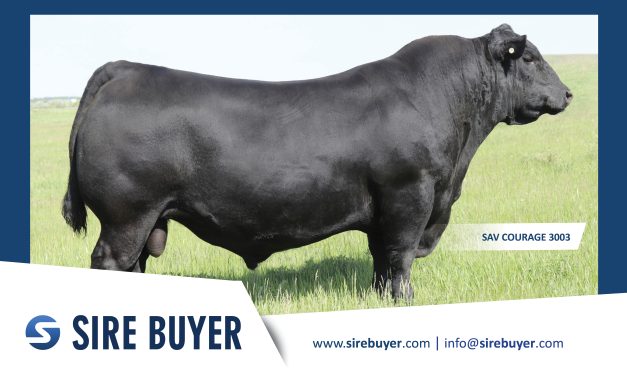 Angus Semen For Sale:  SB10-4740