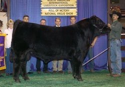 Angus Semen For Sale:  SB10-4101