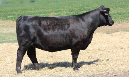 Angus Embryos For Sale:  SB10-4079