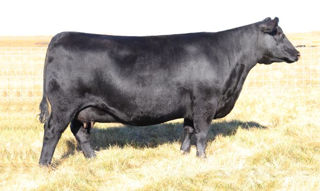 Angus Flush For Sale:  SB10-4100