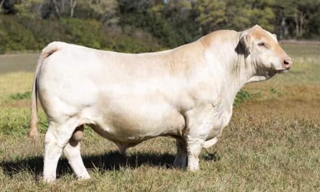 Charolais Semen For Sale:  SB10-3052