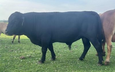 Dexter Semen For Sale: SB10-4154