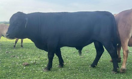 Dexter Semen For Sale:  SB10-4154