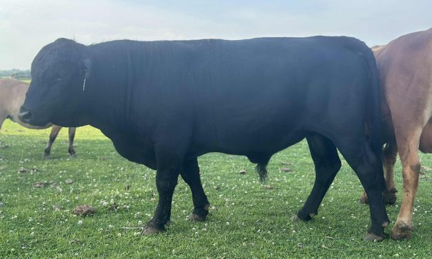 Dexter Semen For Sale:  SB10-4154