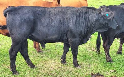 Dexter Semen For Sale: SB10-4144