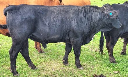 Dexter Semen For Sale:  SB10-4144