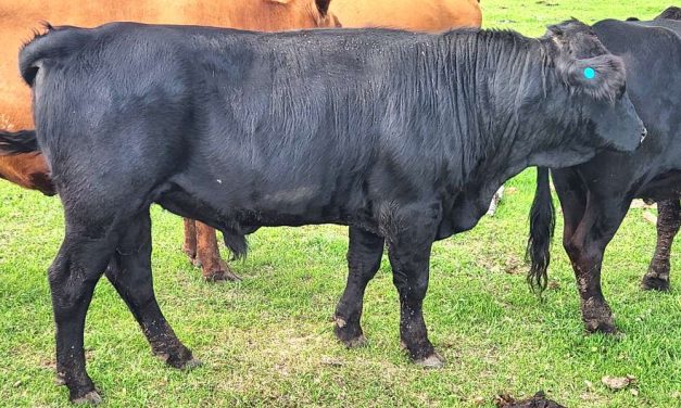 Dexter Semen For Sale:  SB10-4144