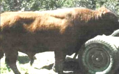 Dexter Semen For Sale: SB10-4152
