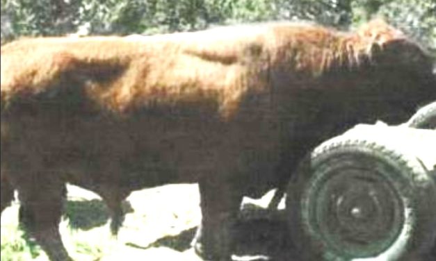 Dexter Semen For Sale:  SB10-4152