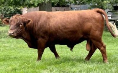 Dexter Semen For Sale: SB10-4148