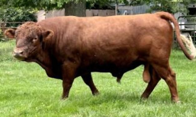 Dexter Semen For Sale:  SB10-4148